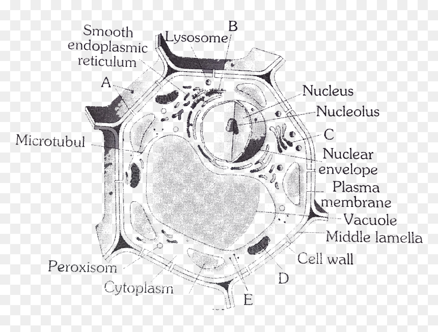 Given Figure Shows Some Of The Missing Structures In, HD Png Download - plant cell png