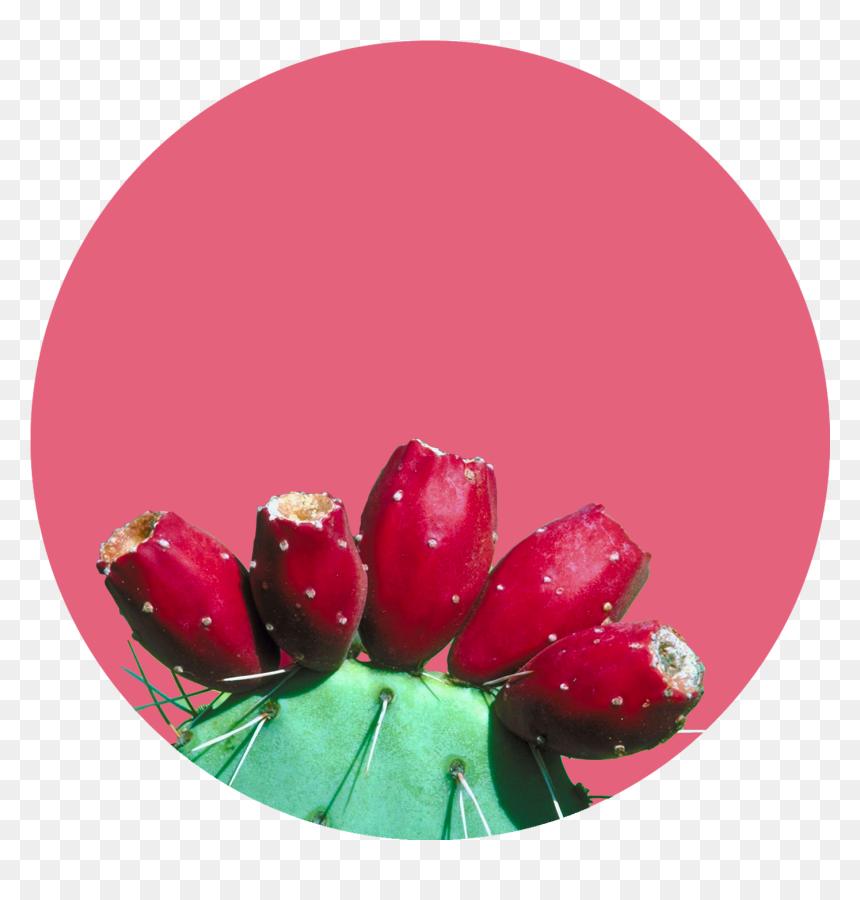 Tulip, HD Png Download - mexican cactus png
