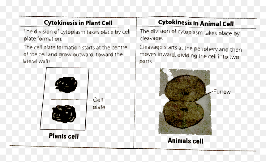 Animal, HD Png Download - plant cell png