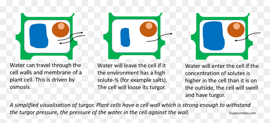 Graphic Design, HD Png Download - plant cell png