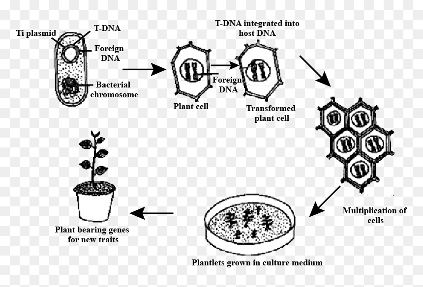 Gene Transfer In Plants, HD Png Download - plant cell png