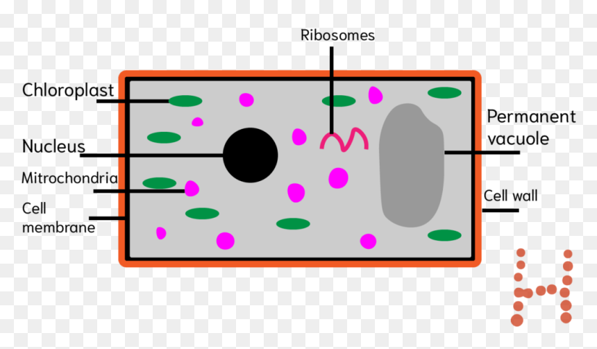 Circle, HD Png Download - plant cell png