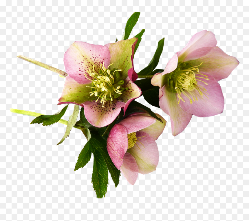Easter And Passover Flowers - Hellebore, HD Png Download - easter flowers png