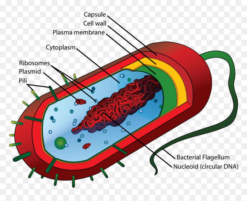 Average Prokaryote Cell- En - Prokaryotic Cell Structure, HD Png Download - plant cell png