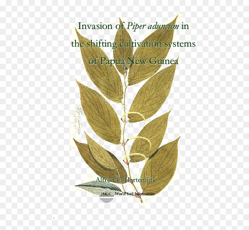 Piper Aduncum Botanical Illustration, HD Png Download - espigas png