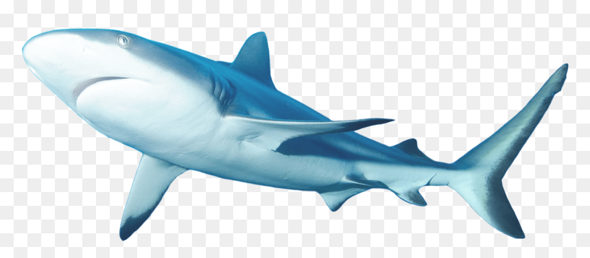Lemon Shark Clipart Clip Freeuse Lemon Shark Facts - Lemon Shark Png, Transparent Png - shark clipart png