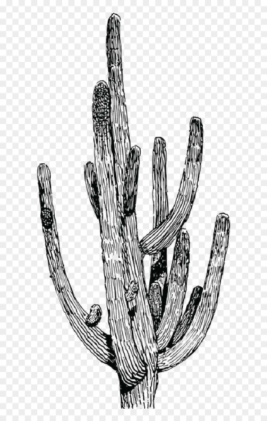 Salsa"s Cactus-06 - Cactus Drawing Black And White, HD Png Download - mexican cactus png