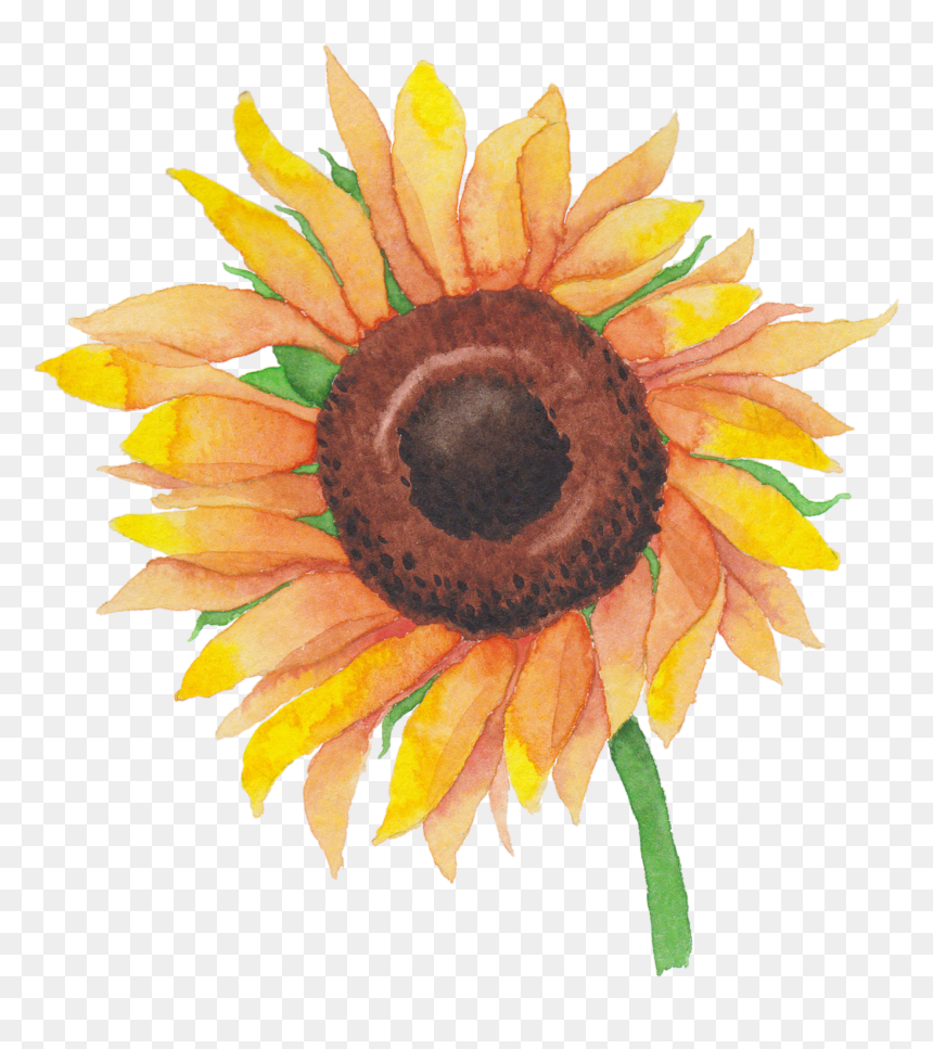 Sunflower Watercolor Png - Sunflower, Transparent Png - watercolor sunflower png