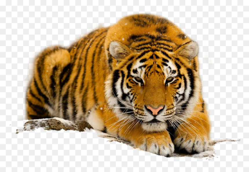 Endangered Species Of The South China Tiger - South China Tiger Png, Transparent Png - forest animals png