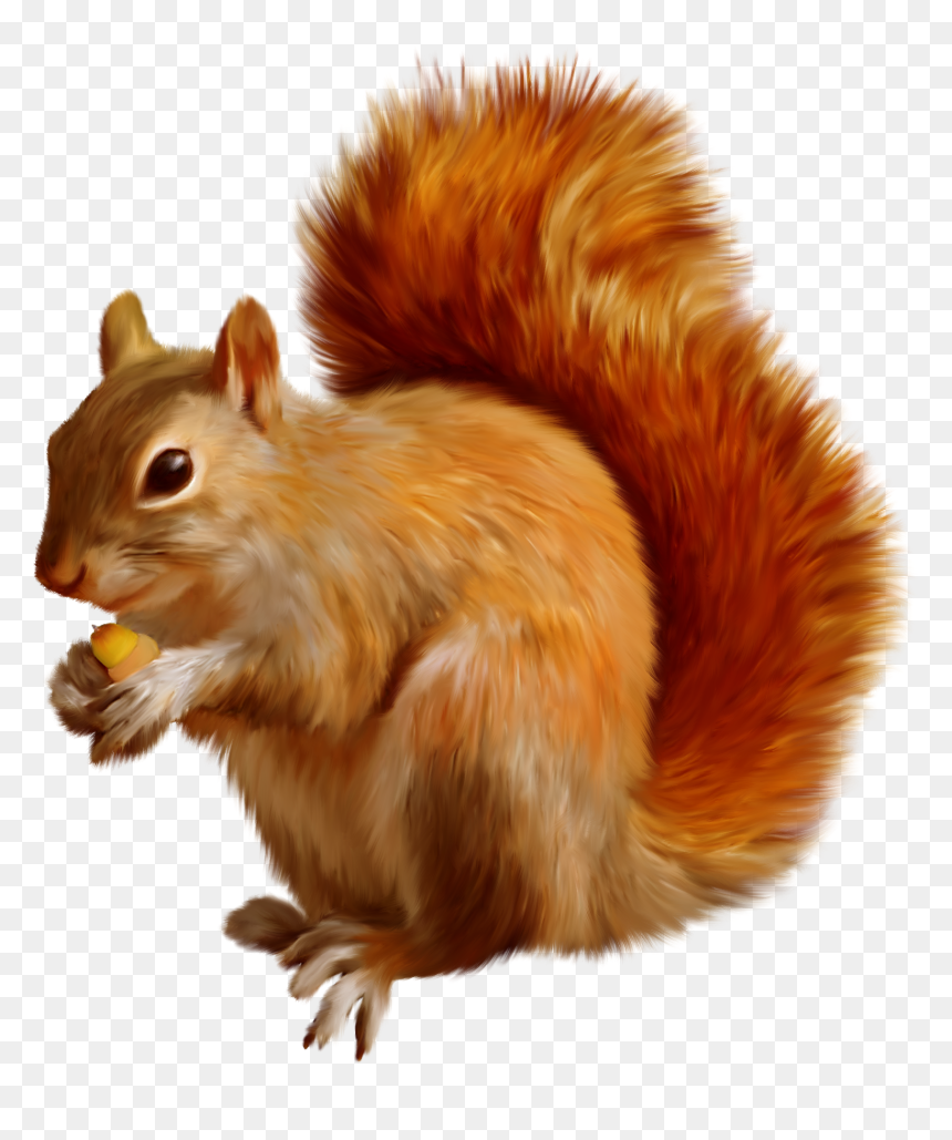 Forest Animals, , - Squirrel Carton Gif Transparent, HD Png Download - forest animals png
