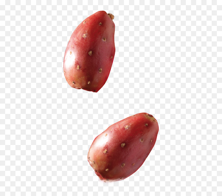 Barbary Fig, HD Png Download - mexican cactus png