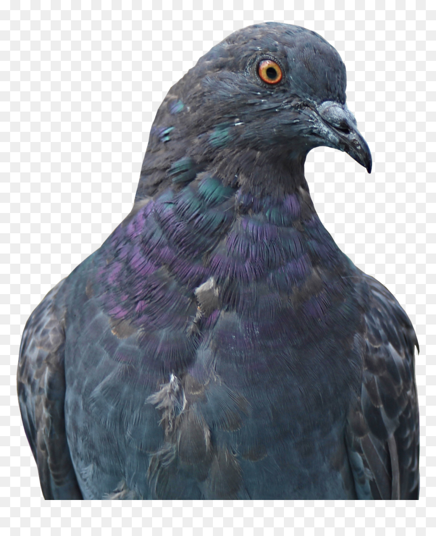 Dove Homing Pigeon Animal Free Photo - Gołąb Png, Transparent Png - dove with olive branch png