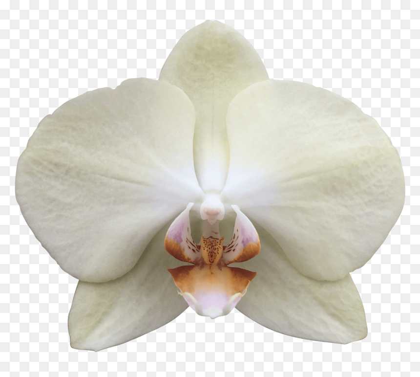 Phalaenopsis Sanderiana, HD Png Download - philippine sun png