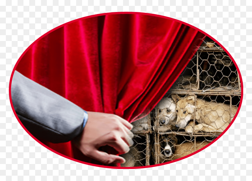 Transparent Dogmeat Png - Flash Photography, Png Download - dogmeat png