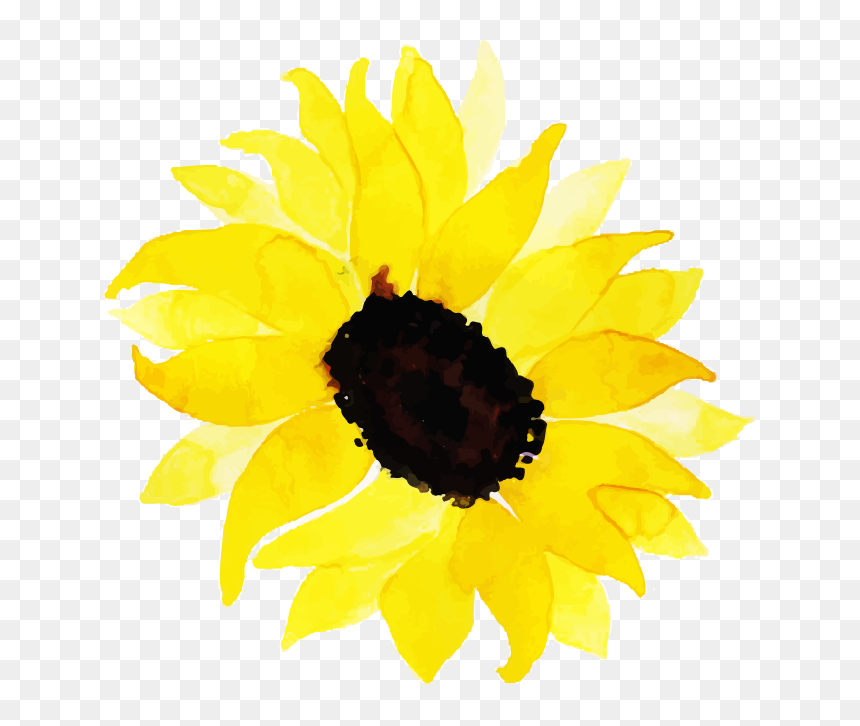 Sunflower, HD Png Download - watercolor sunflower png