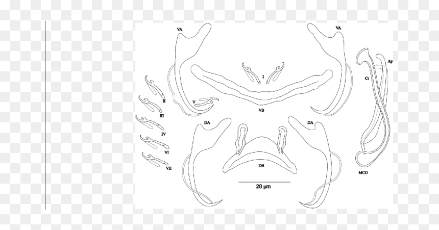 Sketch, HD Png Download - male angel png