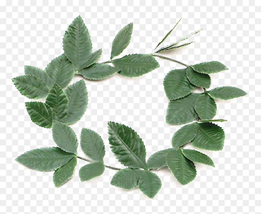 Laurel Leaf Crown, HD Png Download - greek wreath png