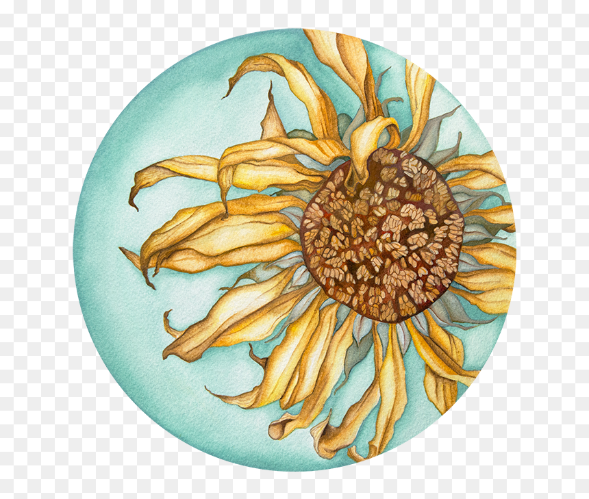The Last Sunflower - African Daisy, HD Png Download - watercolor sunflower png