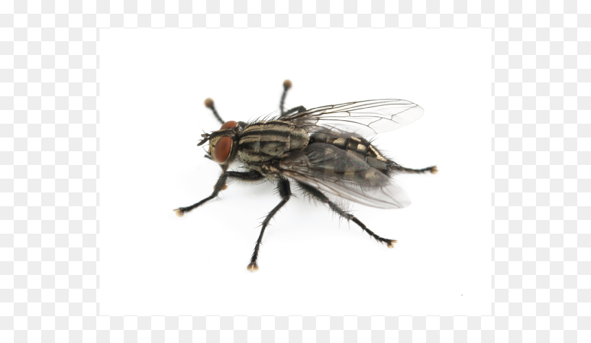 Fly, HD Png Download - house fly png
