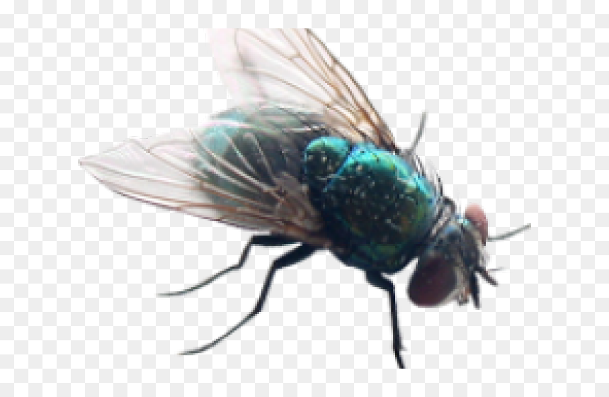 Little Fly, HD Png Download - house fly png