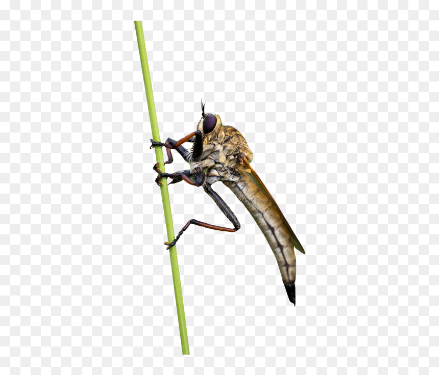Net-winged Insects, HD Png Download - house fly png
