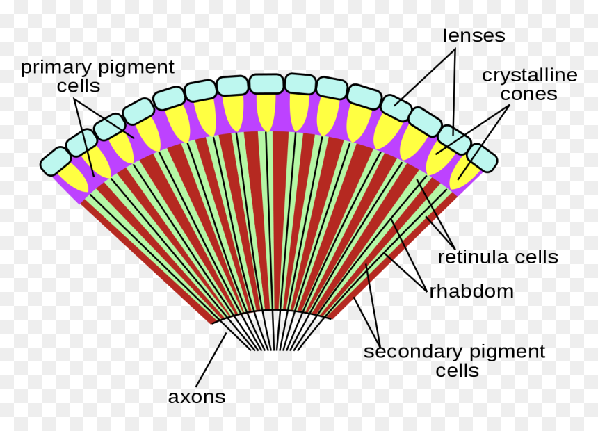 Compound Eye Of Insect, HD Png Download - house fly png