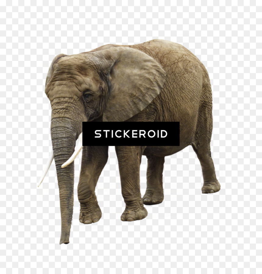 Elephant Transparent Background, HD Png Download - white elephant png