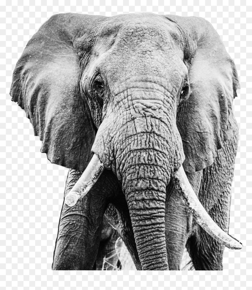 Hd Elephant Black And Grey, HD Png Download - white elephant png