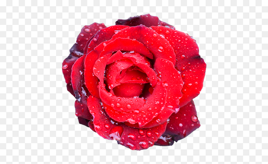 Garden Roses, HD Png Download - wedding flower png