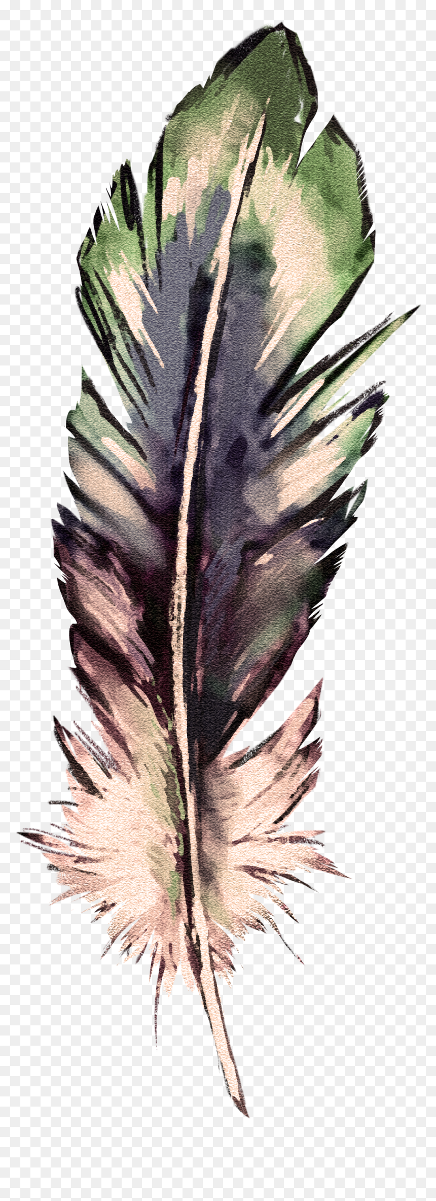 Twig, HD Png Download - watercolor feather png