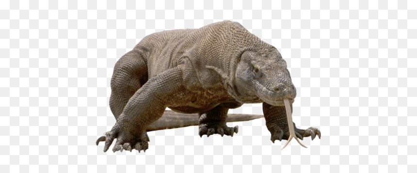 Komodo Dragon Png Free Download - Transparent Komodo Dragon, Png Download - komodo dragon png