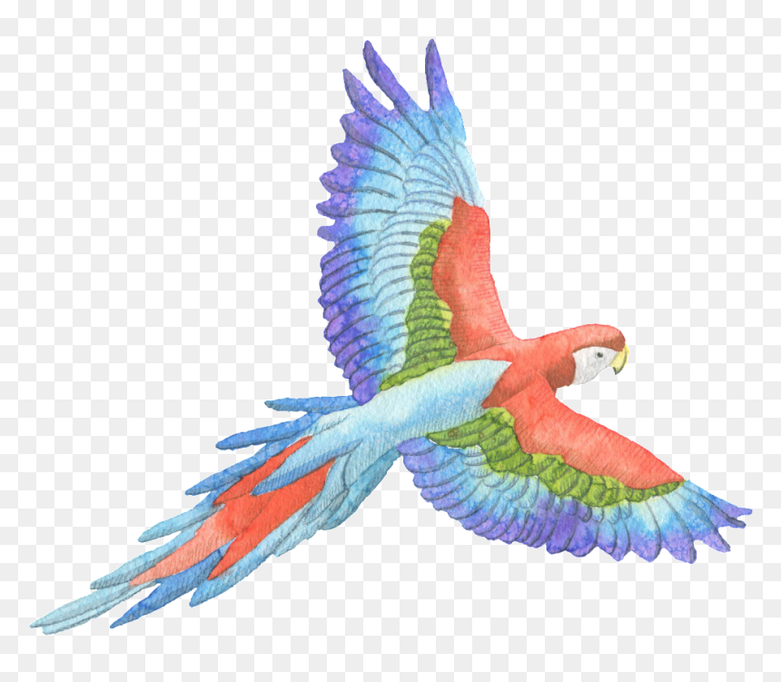 Tricolor Parrot Watercolor Transparent Decorative Pattern - Flying Parrot Watercolor Png, Png Download - watercolor feather png