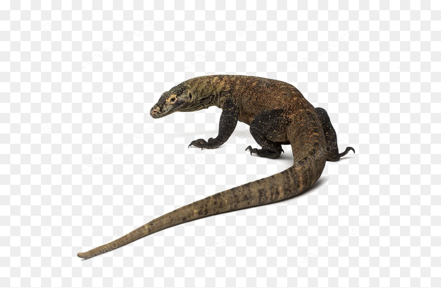 Komodo Dragon Png Photos - Komodo Dragon Top View, Transparent Png - komodo dragon png