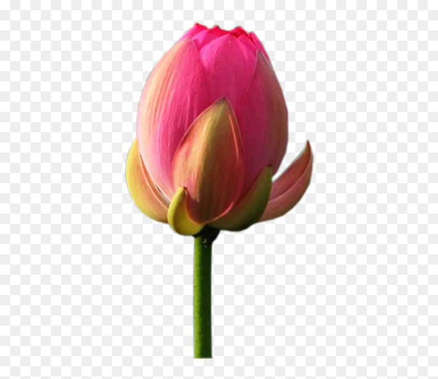 Sprenger's Tulip, HD Png Download - white lotus png