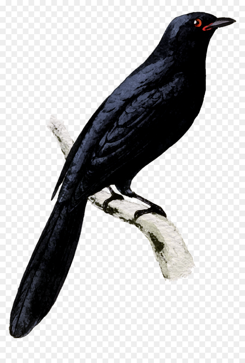 Transparent Bird Watercolor, HD Png Download - watercolor feather png