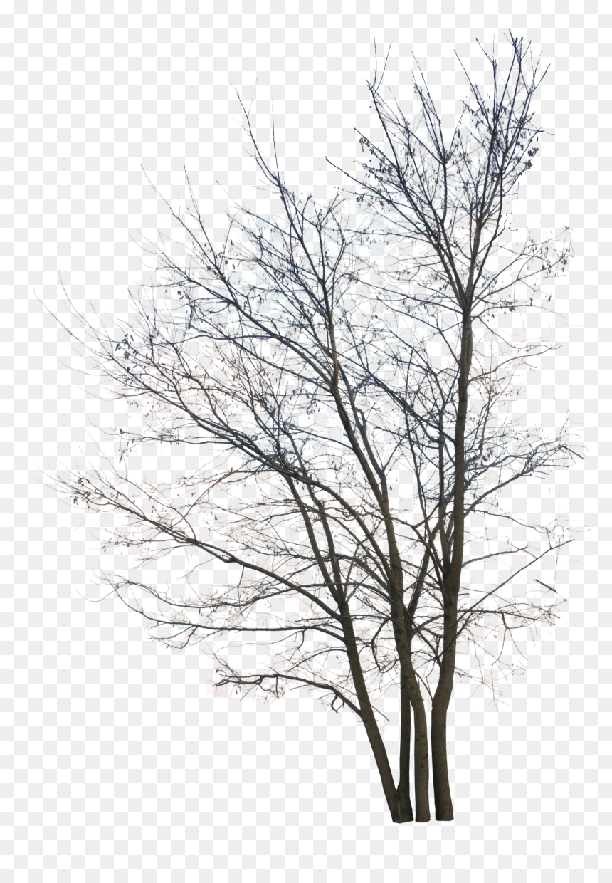 Silhouette, HD Png Download - winter trees png