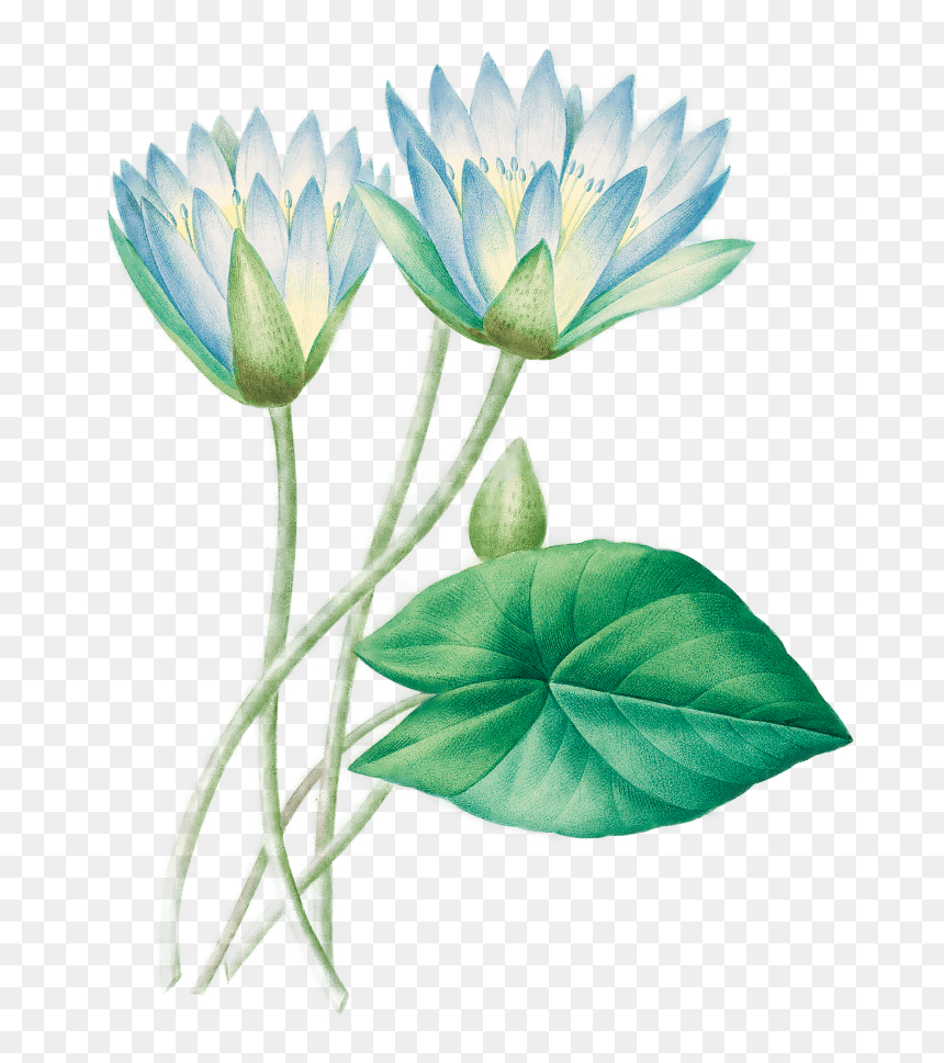 Illustration Of A Lotus Flower - Photograph, HD Png Download - white lotus png
