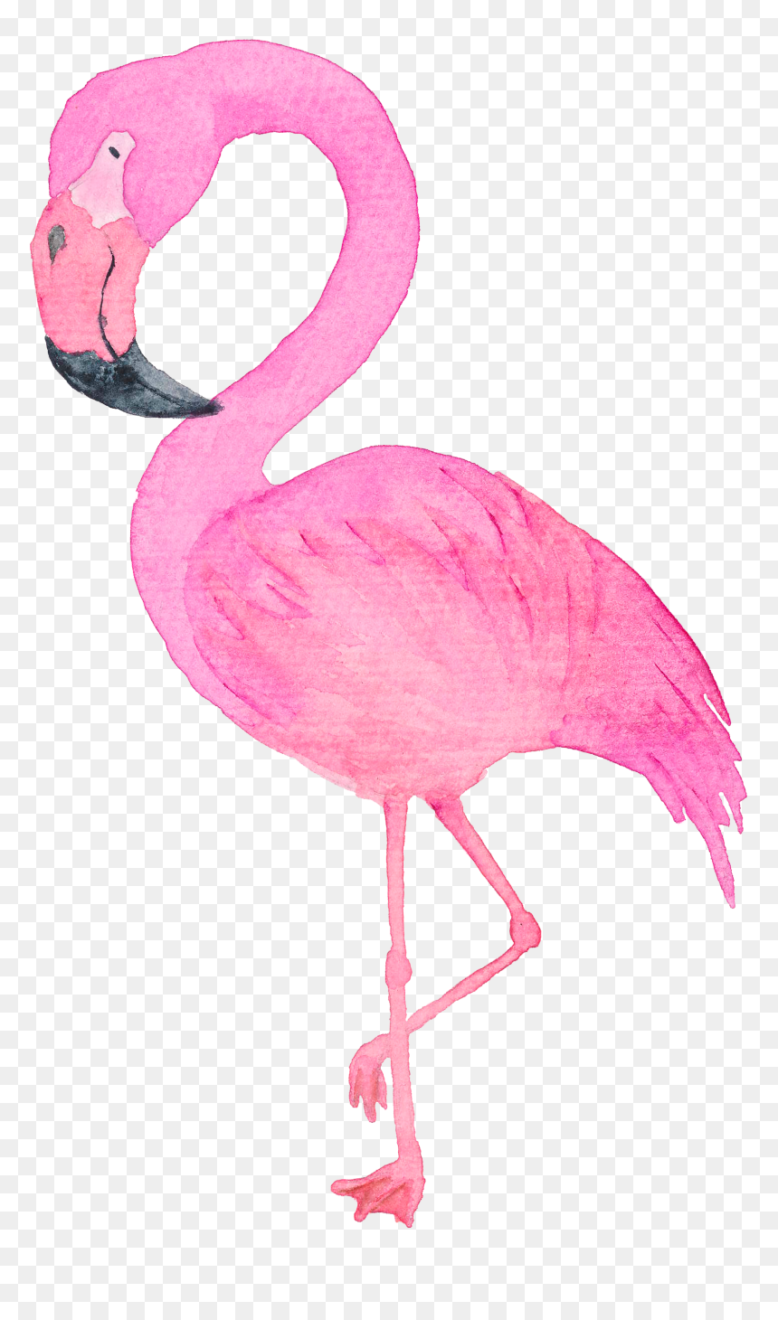 Flamingo In Winter Hat, HD Png Download - watercolor feather png