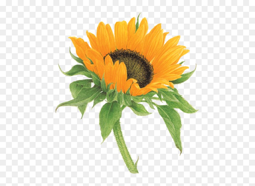 Vincent Jeannerot, HD Png Download - watercolor sunflower png