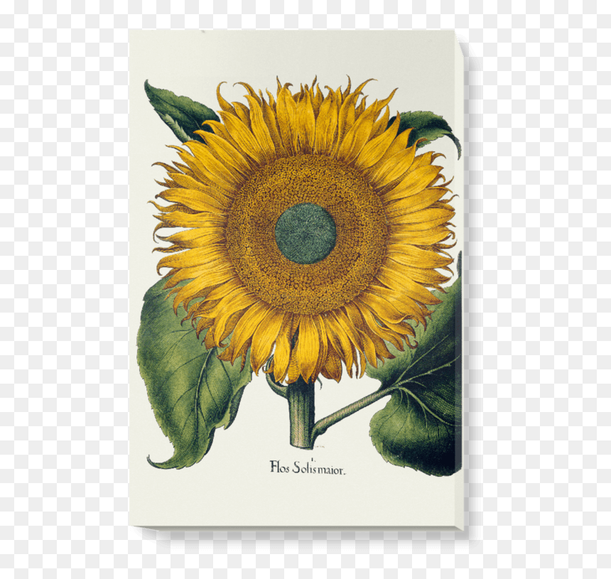 Florilegium, HD Png Download - watercolor sunflower png