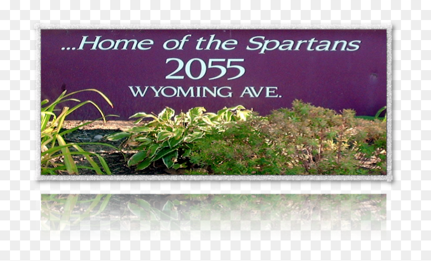 Home Of The Spartans Grass - Grass, HD Png Download - groundcover png