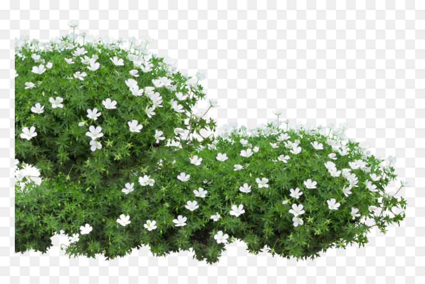 Pure Li Fi Session / Bangermaster Dj Set / Visuals - Grass Garden Flowers Png, Transparent Png - groundcover png