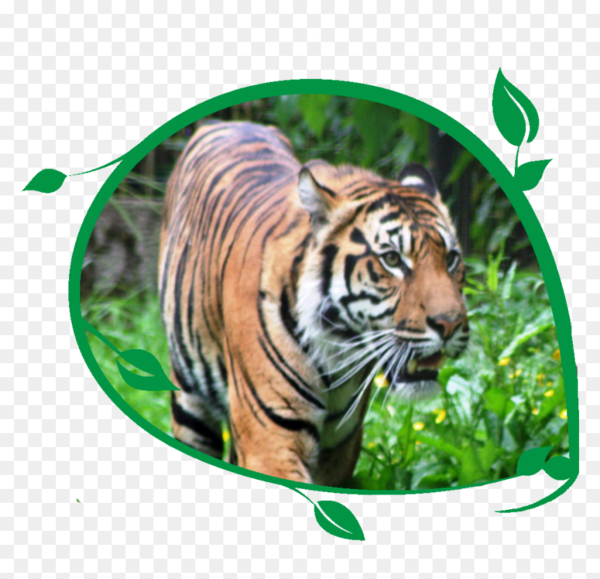 Tiger Bengal Tiger - Siberian Tiger, HD Png Download - bengal tiger png