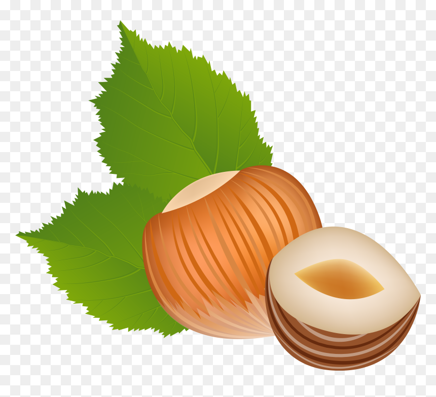 Hazelnut Transparent Png Clip Art Image - Hazelnut Clipart Png, Png Download - hazelnut png