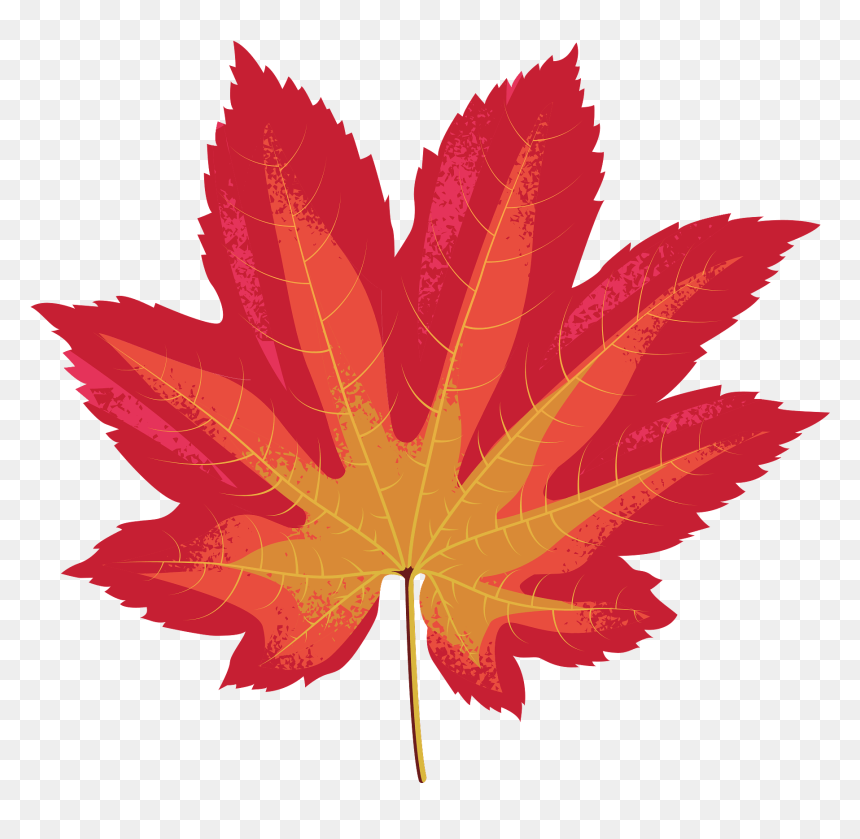 Clip Art, HD Png Download - red maple png