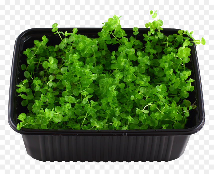 Flowerpot, HD Png Download - groundcover png