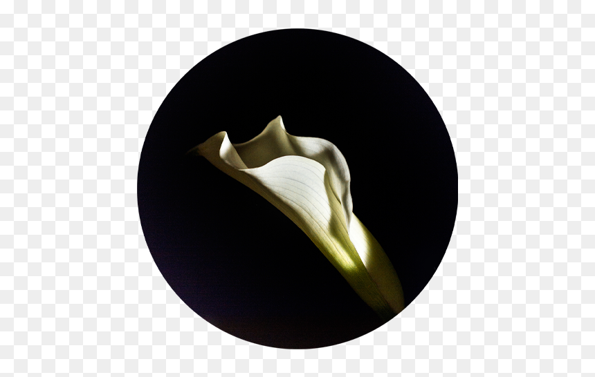 Flower Circle - Brass, HD Png Download - gold scroll png