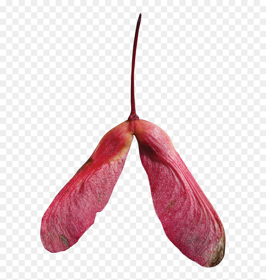 Maple Fruit Png, Transparent Png - red maple png