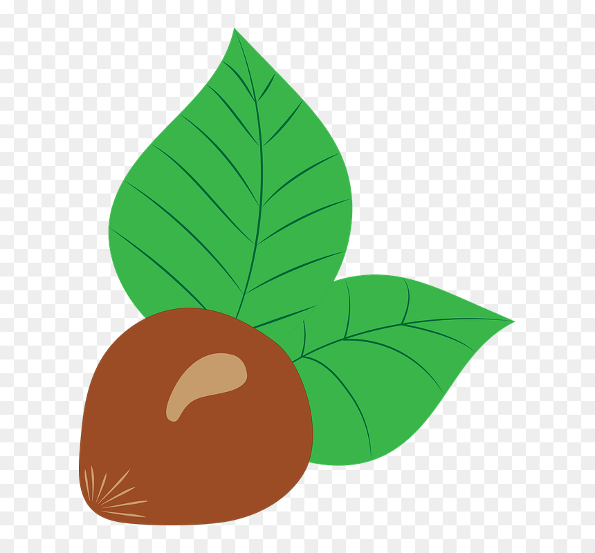 Hazelnut, HD Png Download - hazelnut png