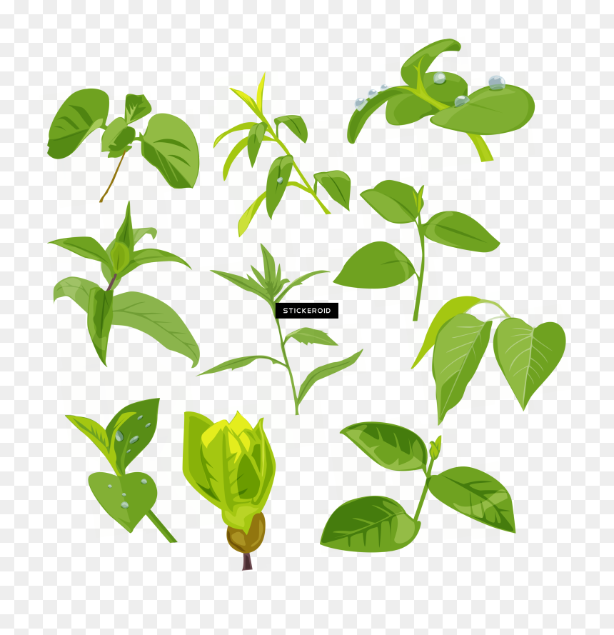 Thumb Image - 茶葉 矢量, HD Png Download - green frame png